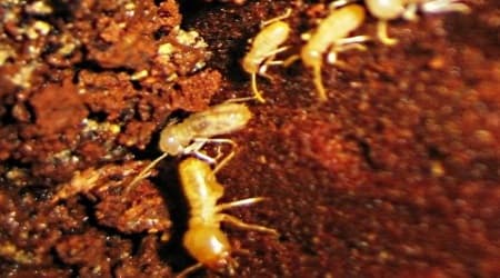 Schedorhinotermes Termite